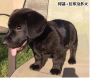 柯基的基因有多強？快來看這款狗狗手板模型！